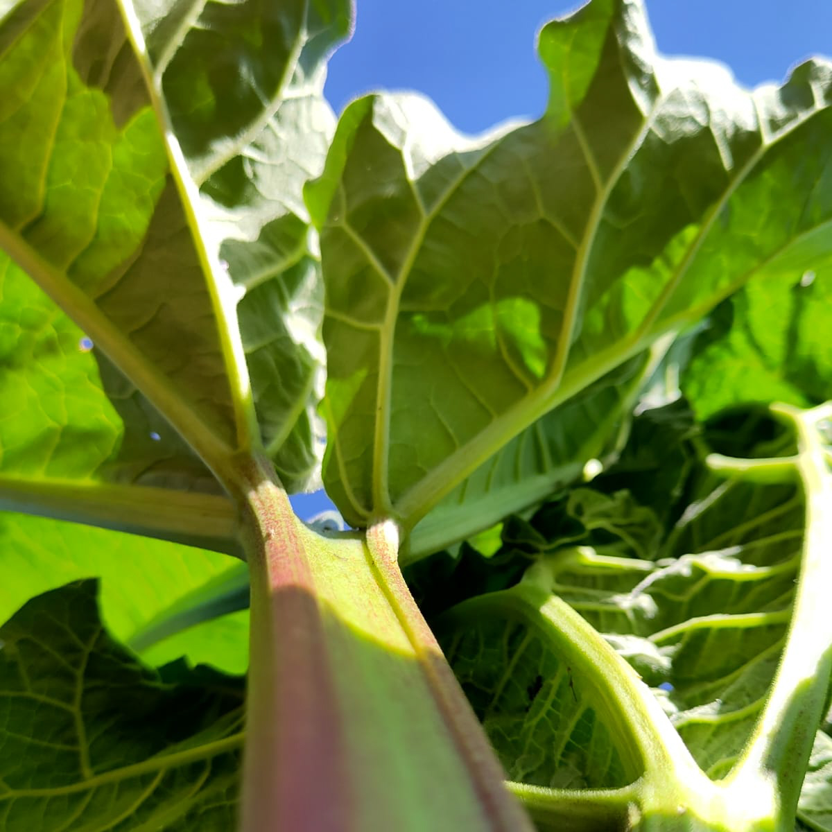 WhatsApp Image 2025-04-30 at 9.41.10 PM